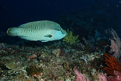 Raja Ampat 2016 - Cheilinus undulatus - Humphead Wrasse - Poisson Napoleon - IMG_4222_rc